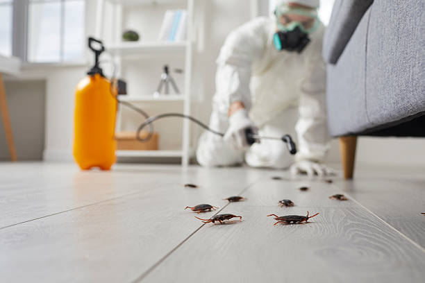 Commercial Kitchen Cockroach Control in Maple Lake